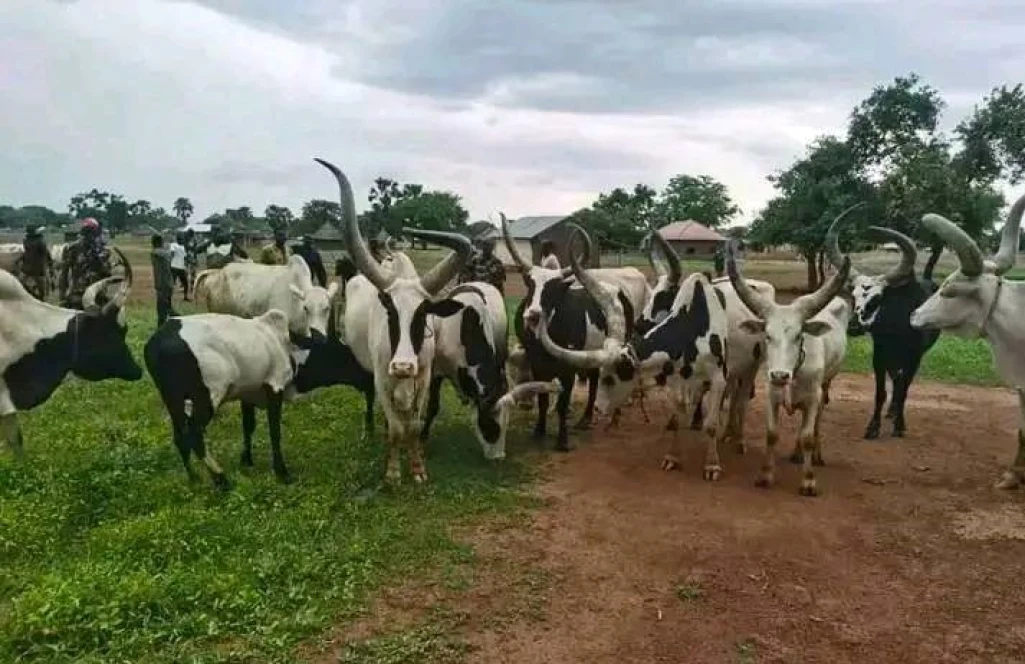 Four killed in Uror cattle raid