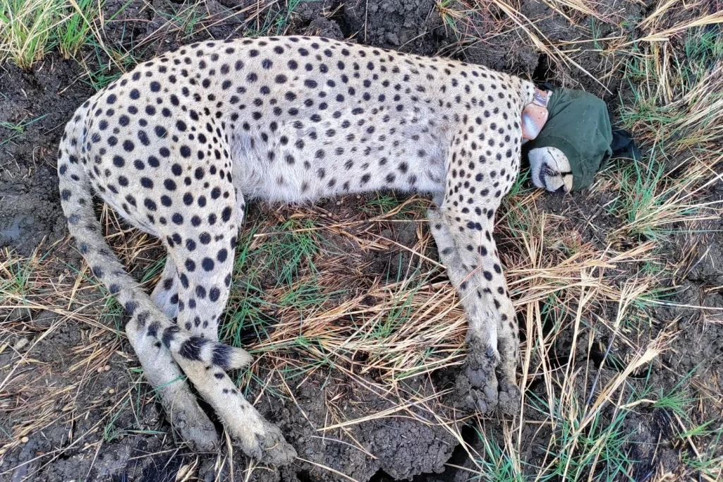 How wildlife authorities are battling poaching in Jonglei