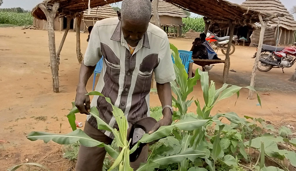 Gov’t, partners to help combat mealy bugs in Aweil North