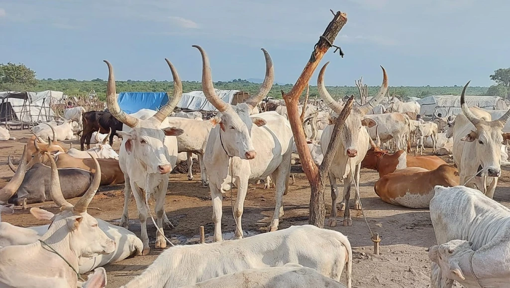 Yirol West cattle camps return to Awerial after 8 years