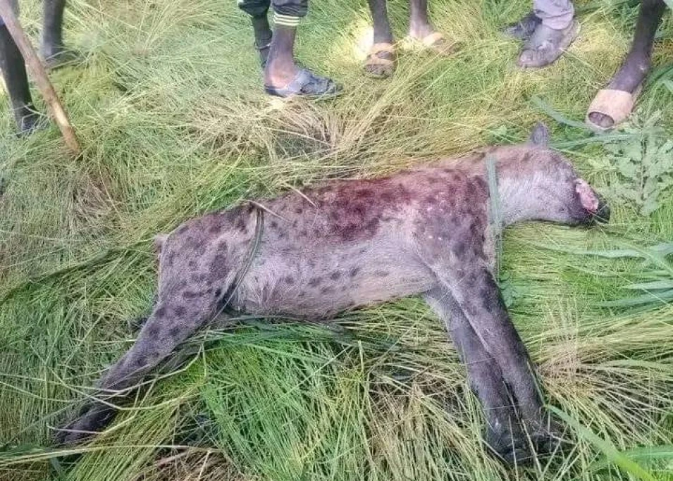 Hyena kills soldier, civilian in Rumbek Center
