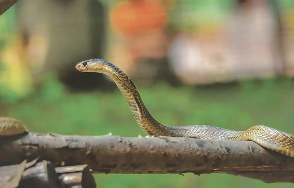 Snake kills woman in Aweil South