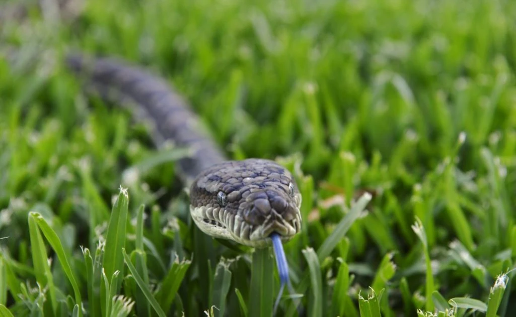 Clear grass to prevent snake bites, Awerial households told