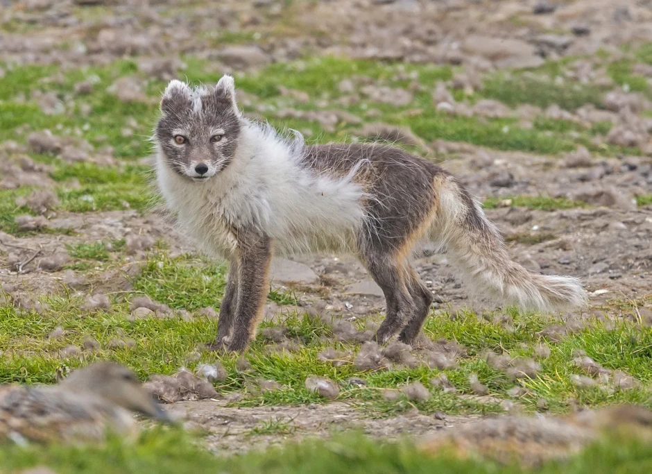 Fox injures five people in Aweil West