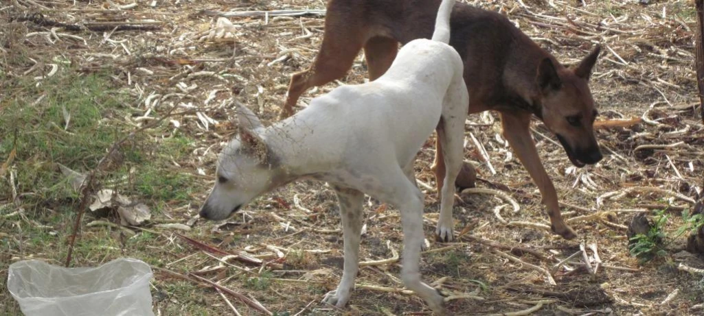 Aweil North residents kill 40 stray dogs