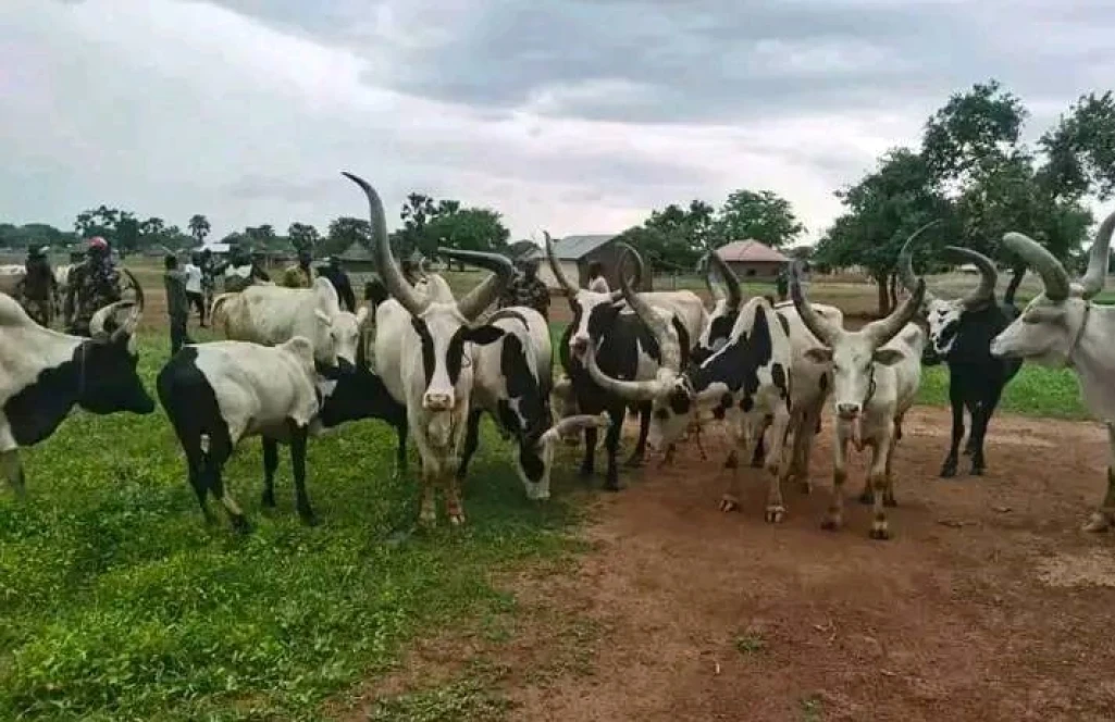 Unity State returns 40 raided cattle from Yirol East