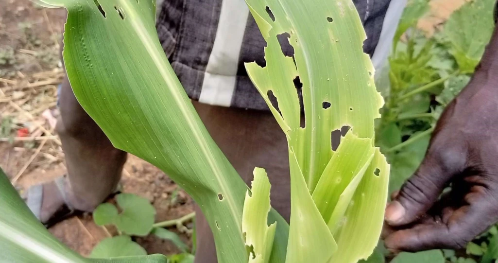 Fall armyworms destroy crops in NBGS