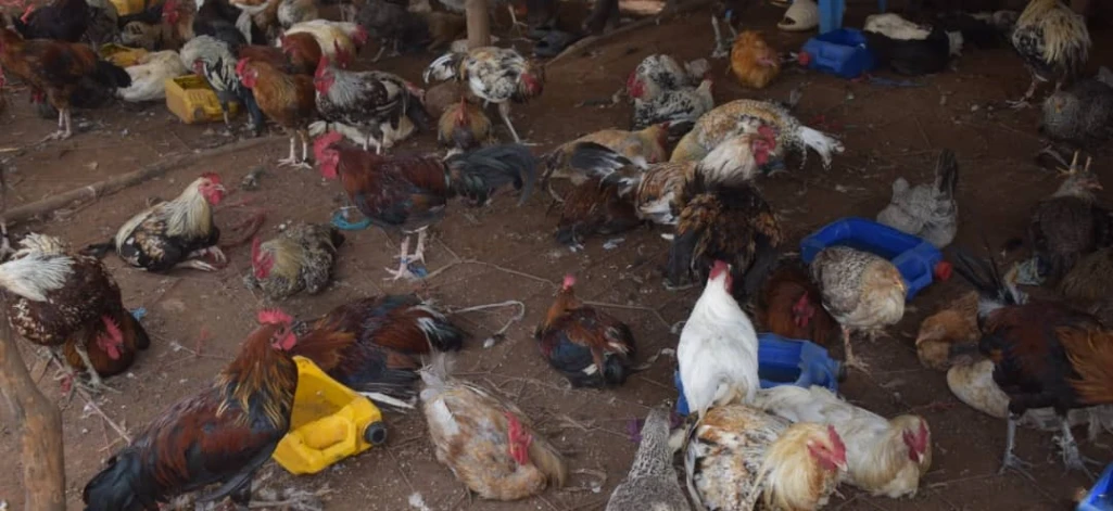 Low chicken price causes Aweil West County man's death