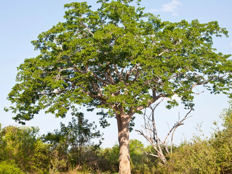 Girl dies after falling from tree in Aweil East