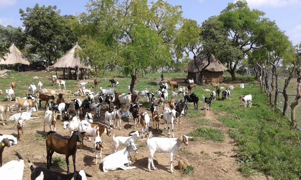 13 goats killed by mutilation for roaming through farms in Yirol East