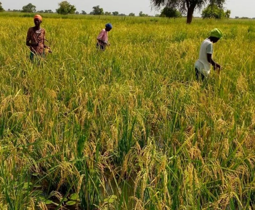 NRC trains local farmers to reap big in rice farming