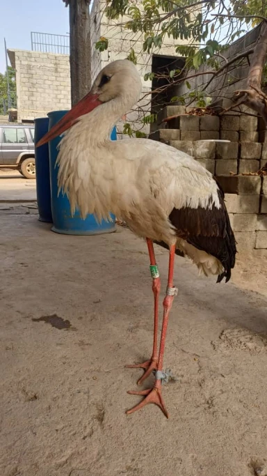 White stork from Poland rescued in South Sudan - The Radio Community