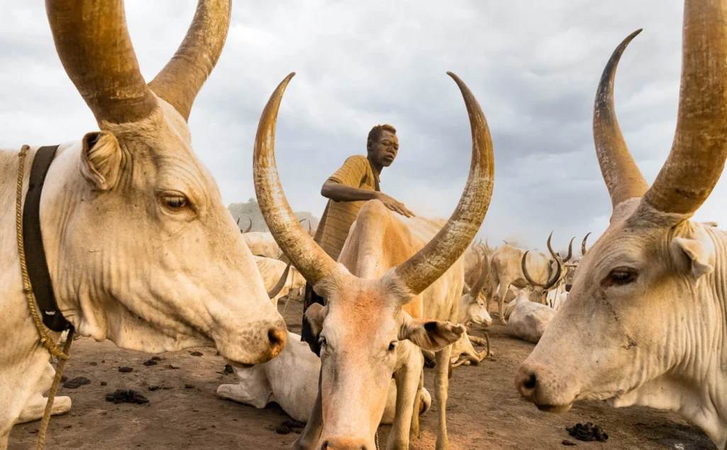 Expert urges cattle movement regulation to curb conflicts