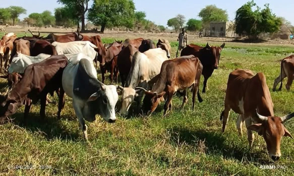 Twic returns 44 stolen cattle to Misseriah