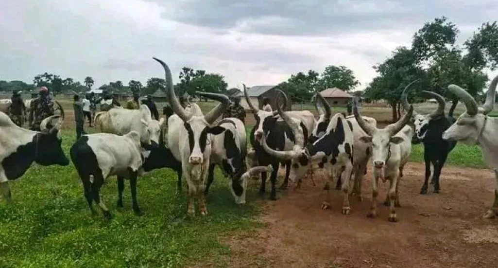 Cattle raid in Twic County: 48 cattle stolen, one person injured