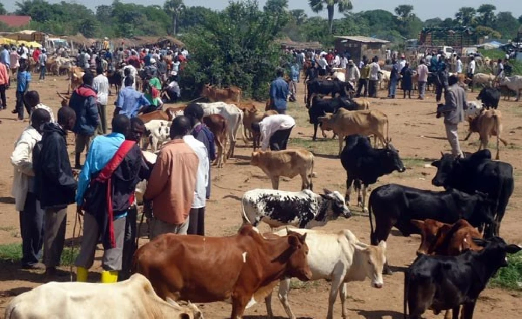 Livestock traders complain of multiple illegal taxes along Kapoeta-Juba road