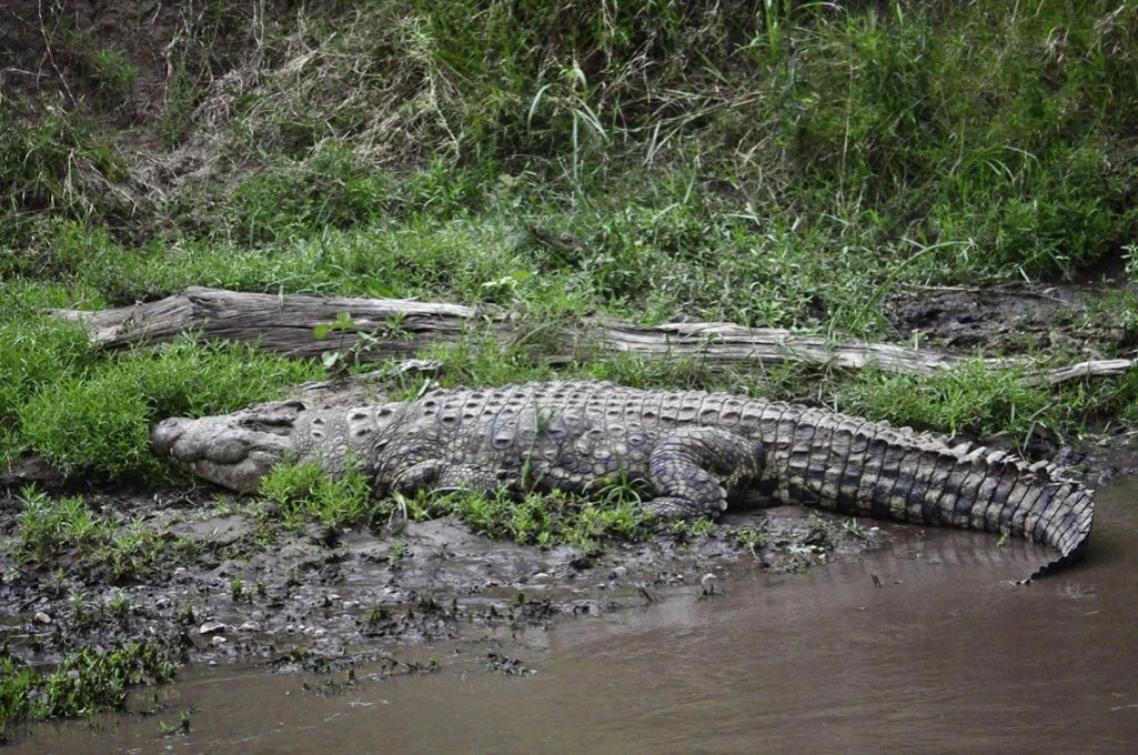 Deadly crocodile sightings causes fear among Mingkaman port residents