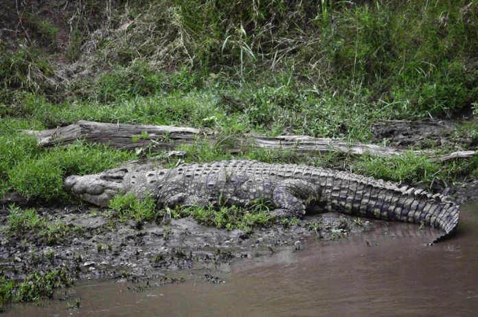 Deadly crocodile sightings causes fear among Mingkaman port residents ...