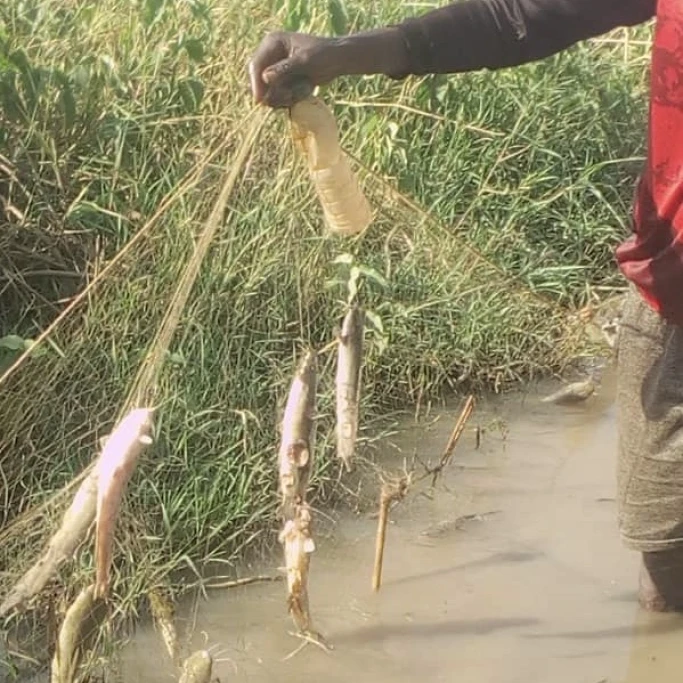 Authority warns local not to consumes catfish in Aweil West after mysterious wound discovery