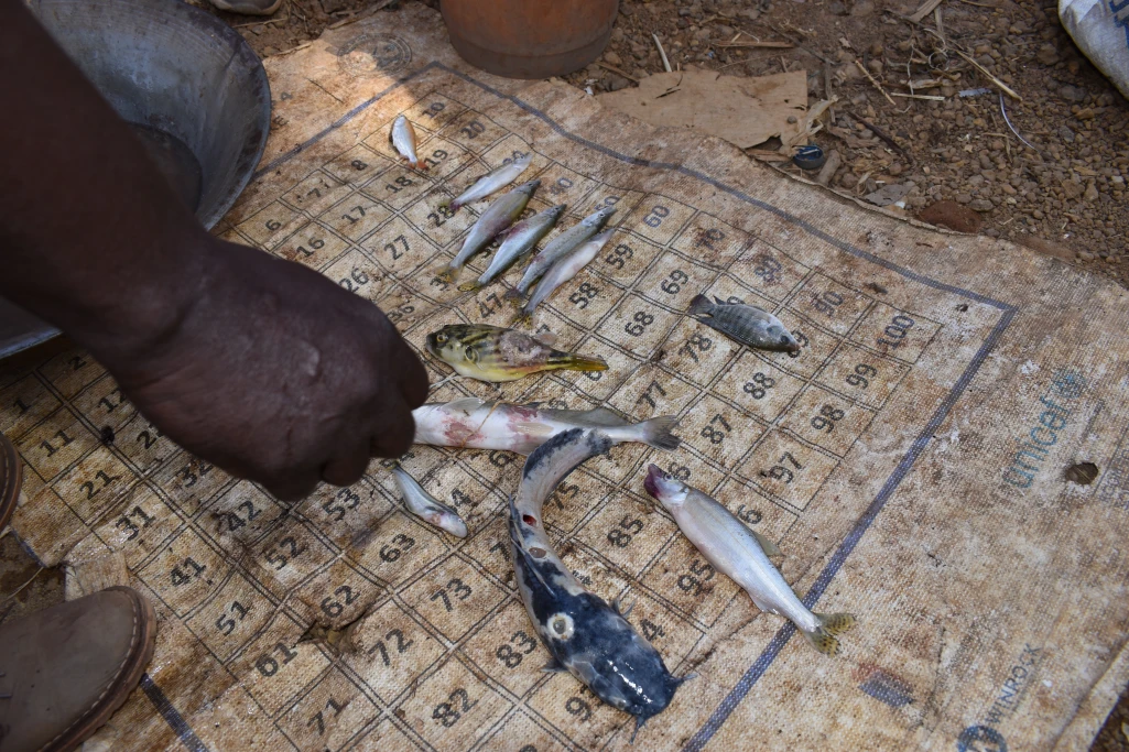 Health professionals collect samples of infected fish in Aweil