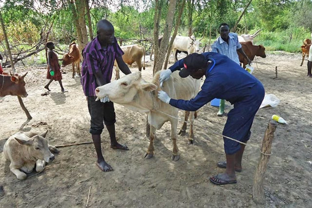3,000 cows receive vaccination against anthrax in Twic