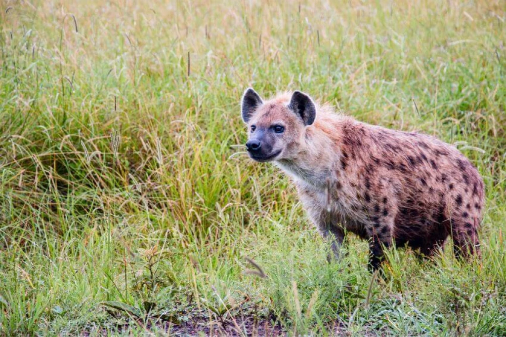 Awerial residents want hyenas tamed following increase in attacks