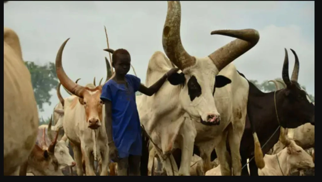 Nearly 3million out-school-children held back by cattle keeping