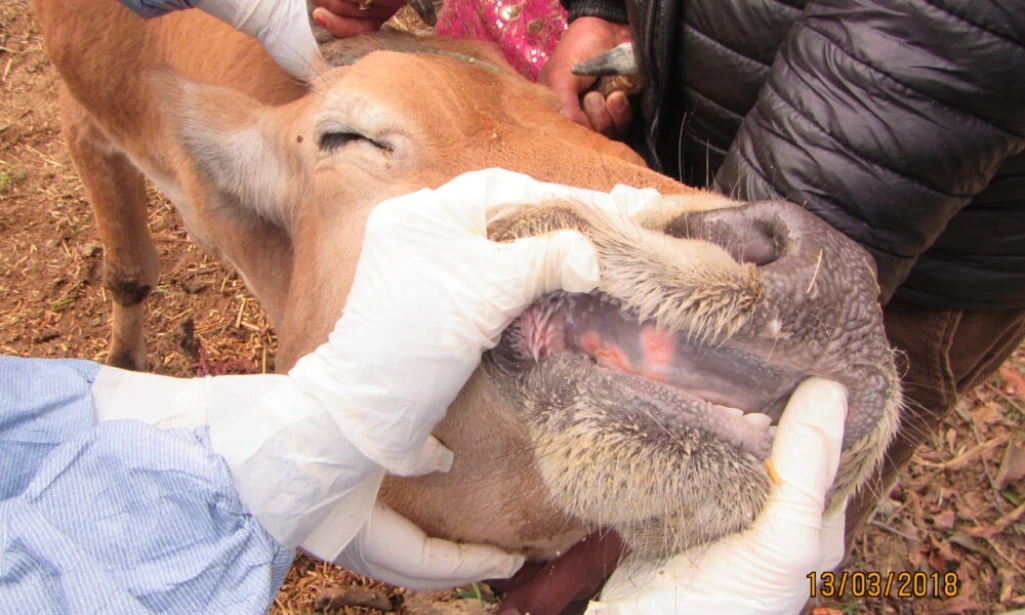 158 cattle die from suspected foot and mouth disease in greater Aweil