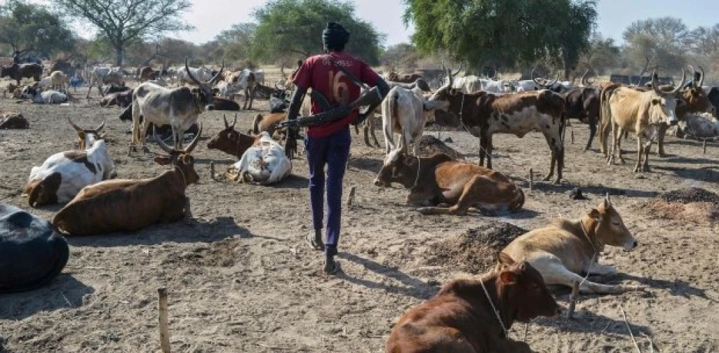 36 suspected cattle raiders arrested in Tonj North