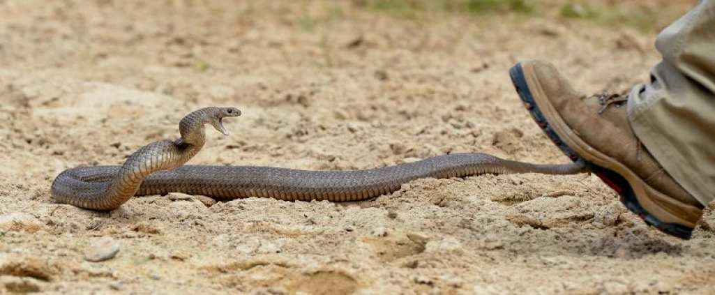 Two girls die from snakebites, lack of antivenom in Tonj North