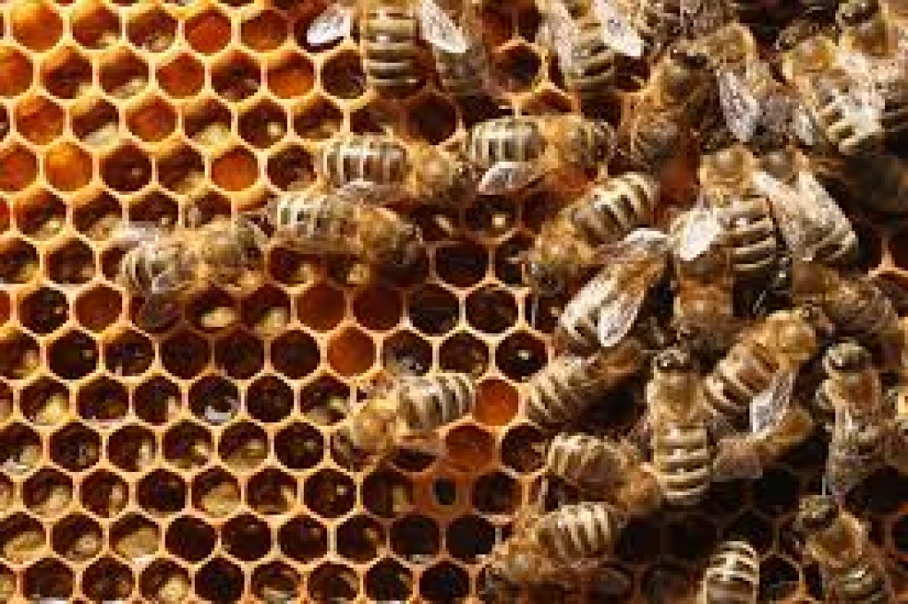 Man dies from bee-stings as wife is hospitalized