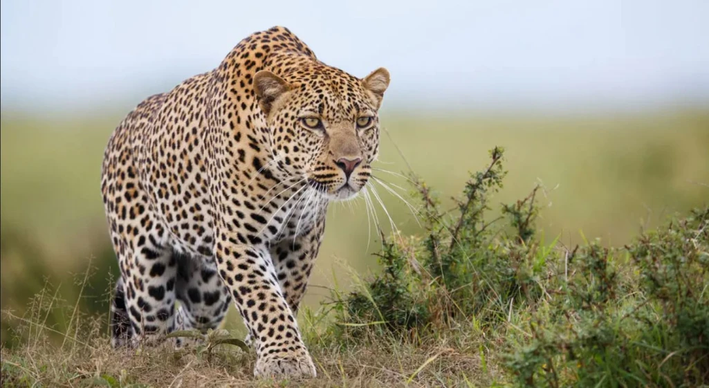Man survives vicious leopard attack in Aweil Centre
