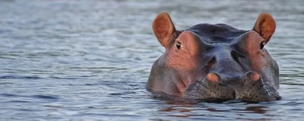 Hippos kill two Warrap fishermen