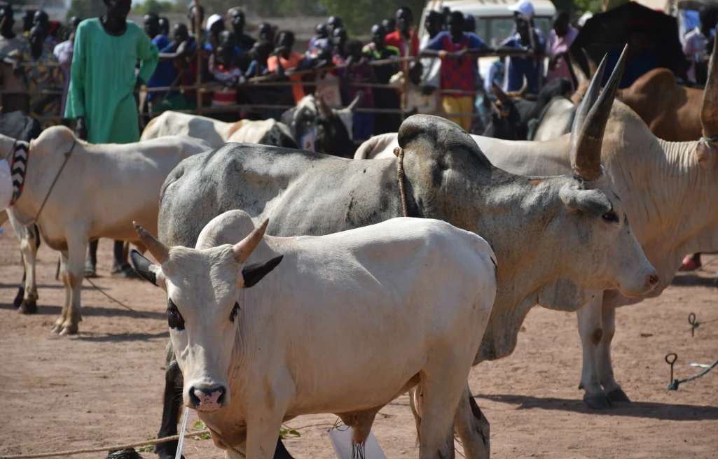 NBG limits trading of cattle with neighboring states